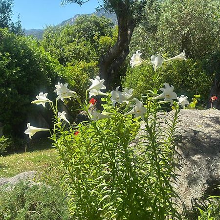 Casa Vacanze Olbia - Alebea - Exterior photo
