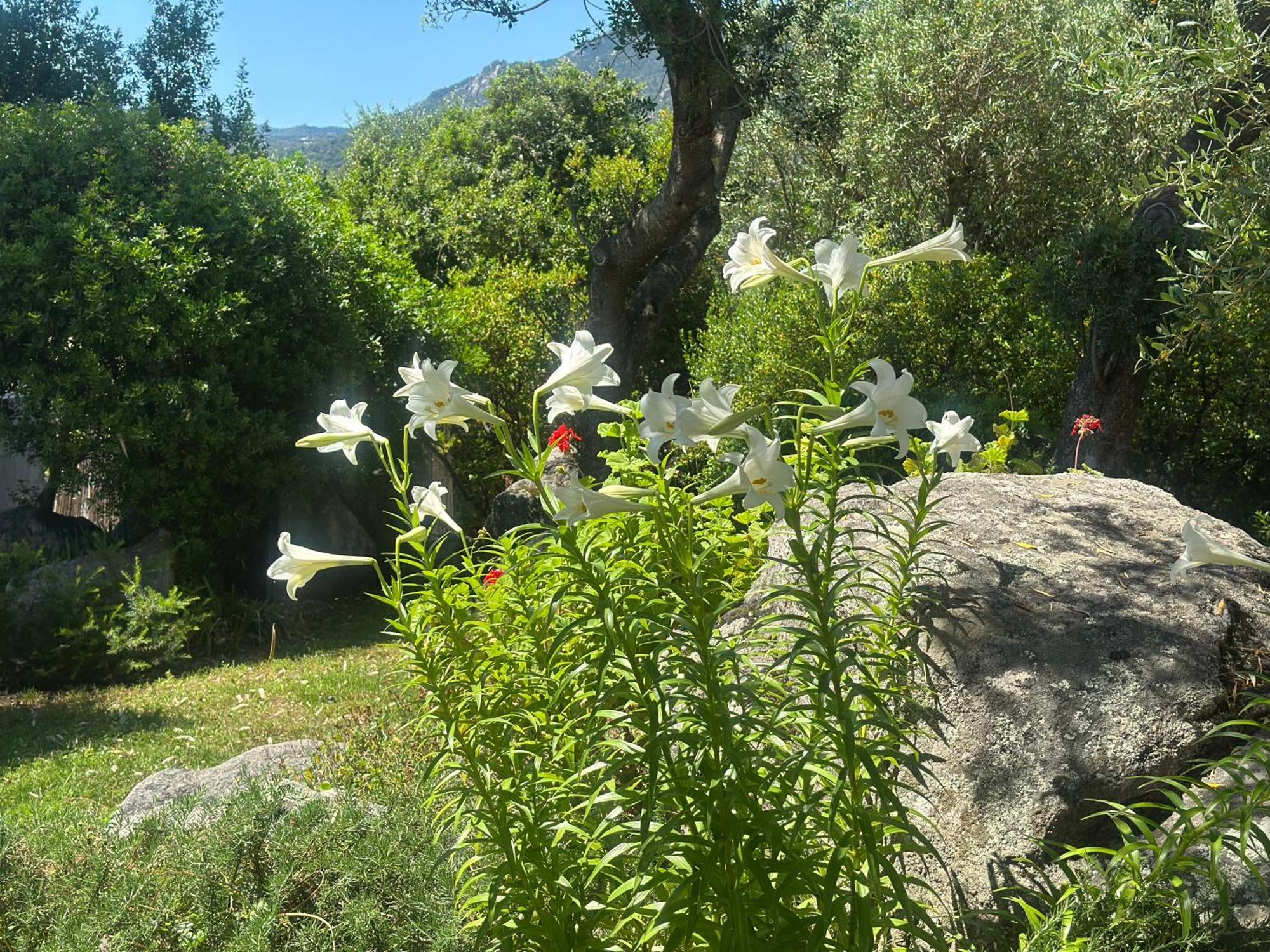 Casa Vacanze Olbia - Alebea - Exterior photo